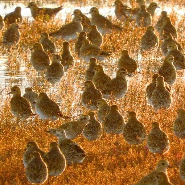 Golden Spectacle at Rye Harbour